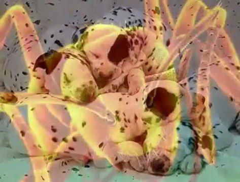 Aziz Mahmud Hüdayi Hazretleri