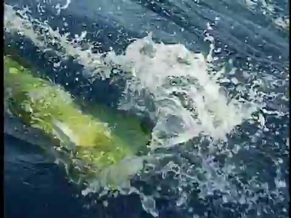 All About Dorado