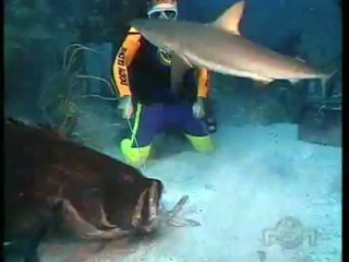 Goliath Grouper