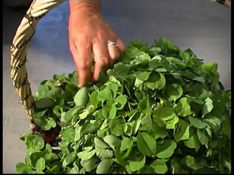 PanTV zinios 20120604