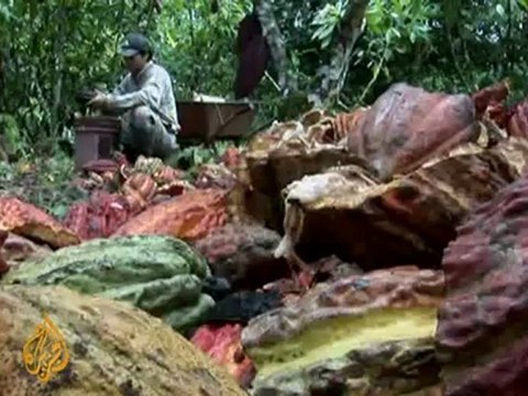 Peru town abandons coca crops