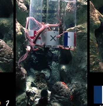 Découvrez la première prédiction de Pierre le Poulpe !