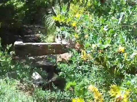 Jardin méditerranéen : bordures iris et bulbineas et bassin de jardin en pierres ou massif 4 saisons