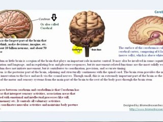 Electrical activity of the Brain, What is electroencephalography (EEG)?