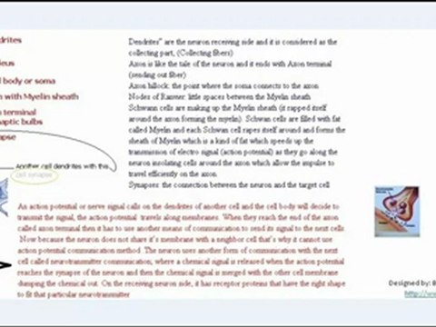 Nervous system: Nerve cells (Neuron)