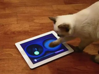 Poum Poum Chat
