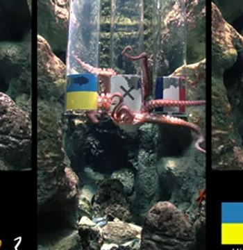 La prédiction de Pierre le Poulpe pour France - Ukraine !