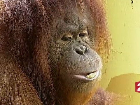 Animalement vôtre le feuilleton JT 13h du 1er juin 2012