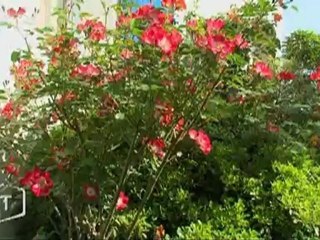 Un nouveau jardin à Talmont-Saint-Hilaire