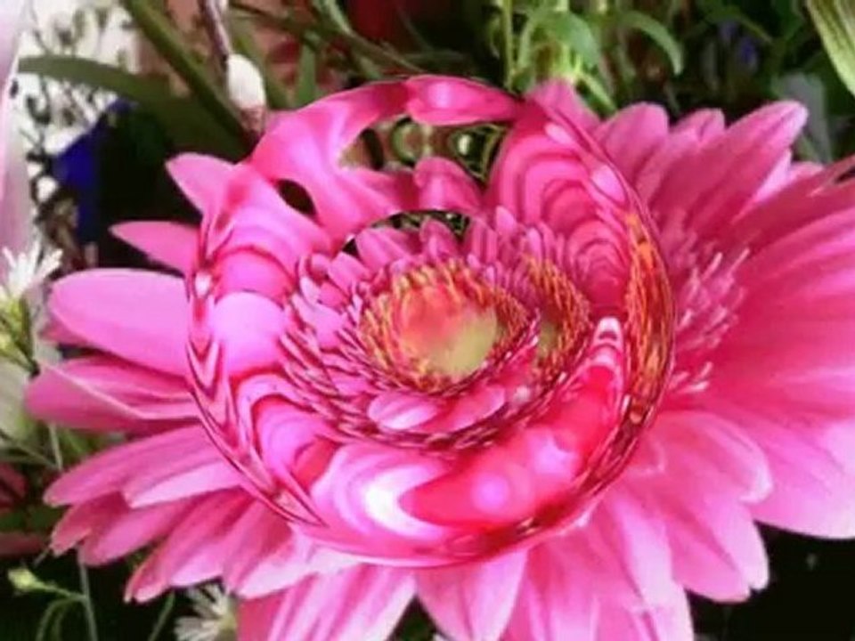 PIROS  RÓZSÁK  BESZÉLGETNEK