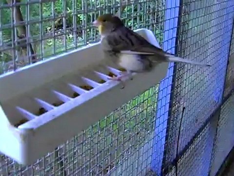 mes canaris 30 mai 2012