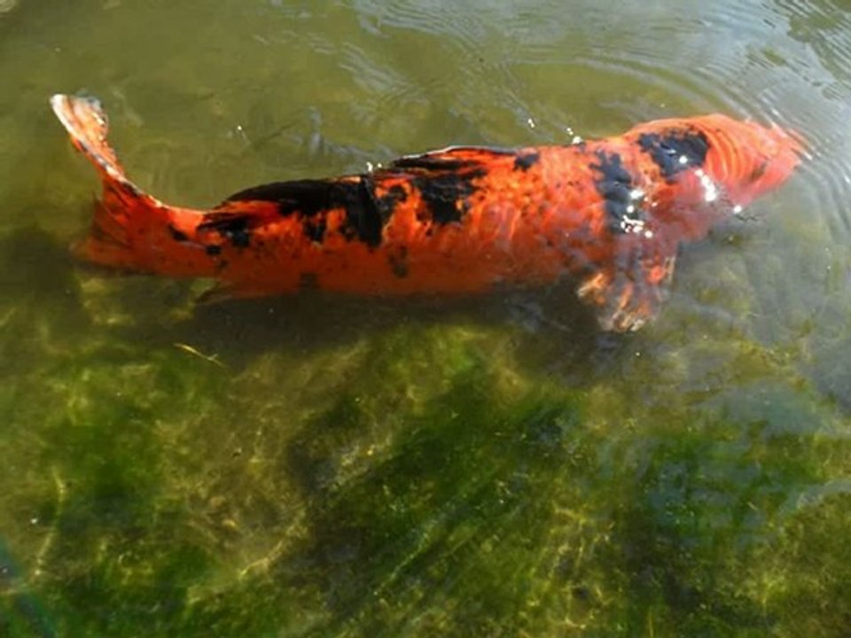 Balade en carpes majeur