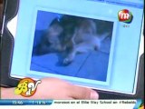 Buscamos a Felipe, el perro de Pedro Alfonso en BDV - 01 de Junio