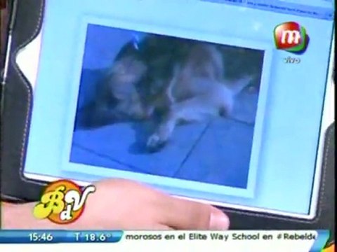 Buscamos a Felipe, el perro de Pedro Alfonso en BDV - 01 de Junio