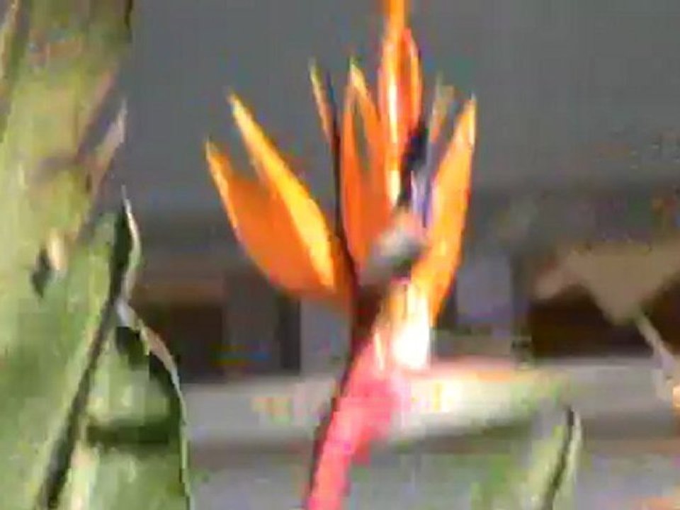 Iberostar Cala Barca Club Cala Mondrago Mallorca Schlagerreise 2012 Klaus Densow