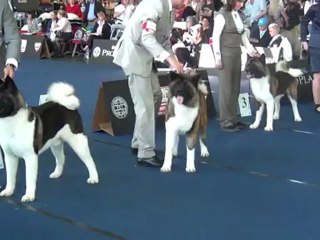 Neiji 2e exc WDS Salzburg Akita Americain ( Estava Rain Free Flow 18 month )