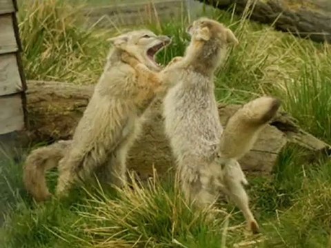 Watch Rarely Seen Wild Animals Fighting Photos, Wildlife Photography