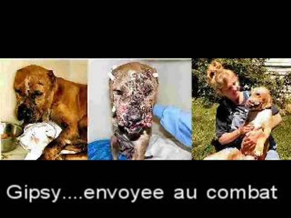 chiens catégorisés