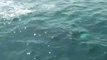 Humpback Whale Slapping Its Fin Close to Boat