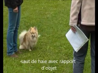 Celtic en concours d'obéissance