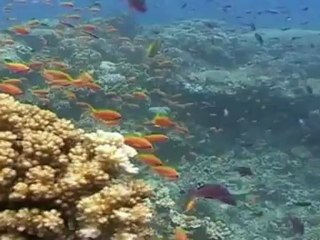 Australia's Great Barrier Reef 'under clear threat'