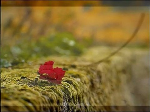 ben sana fazla masum biriyim özür dilerim - lokman kaya