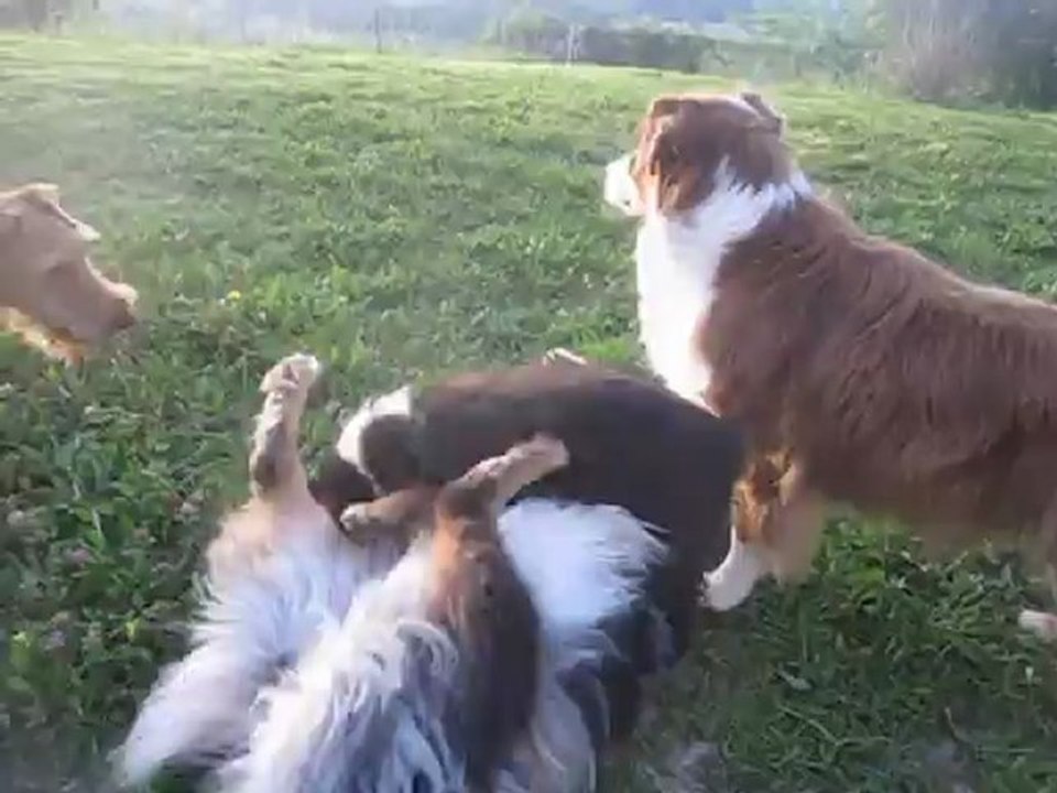 Hambel joue avec ses copines!
