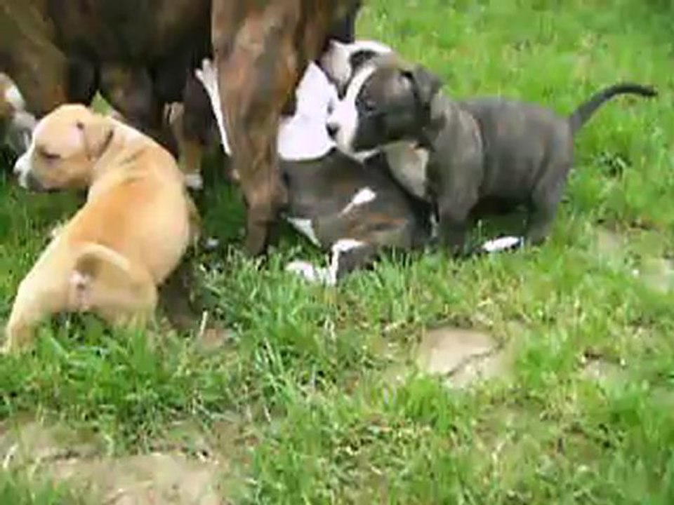 vidéo du 02.06.2012 des 6 femelles ...