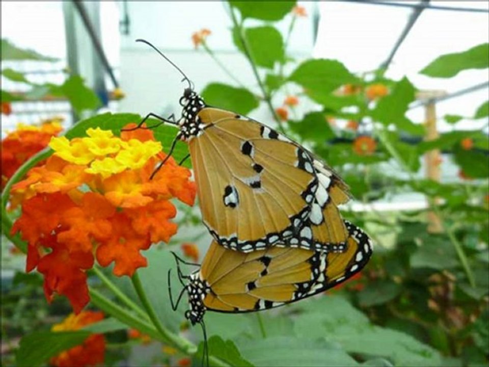 Ferme aux Papillons à DIE
