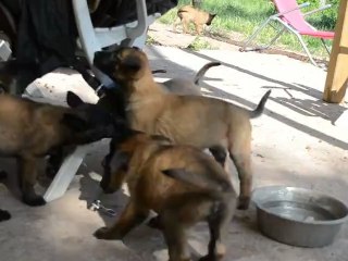 les Malinois 1 moi et demi