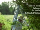 Métissées, noires, Italiennes : les abeilles de Claude Delphaut