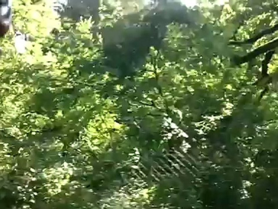 LA GUILLAUMOISE