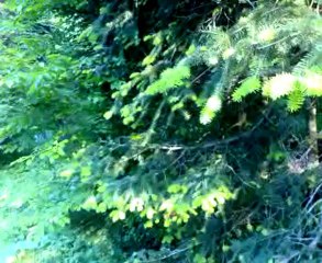 ULUDAĞ VE KUŞ SESLERİ..