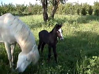 CELIMENE née le 25 mai 2012 014