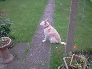 Angel The Dog Chilling In The Garden