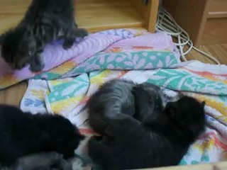 Chatons à Chipette 17 mai 2012