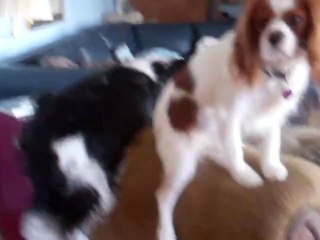 Chunky Cavalier King Charles Dog Epic Fail!