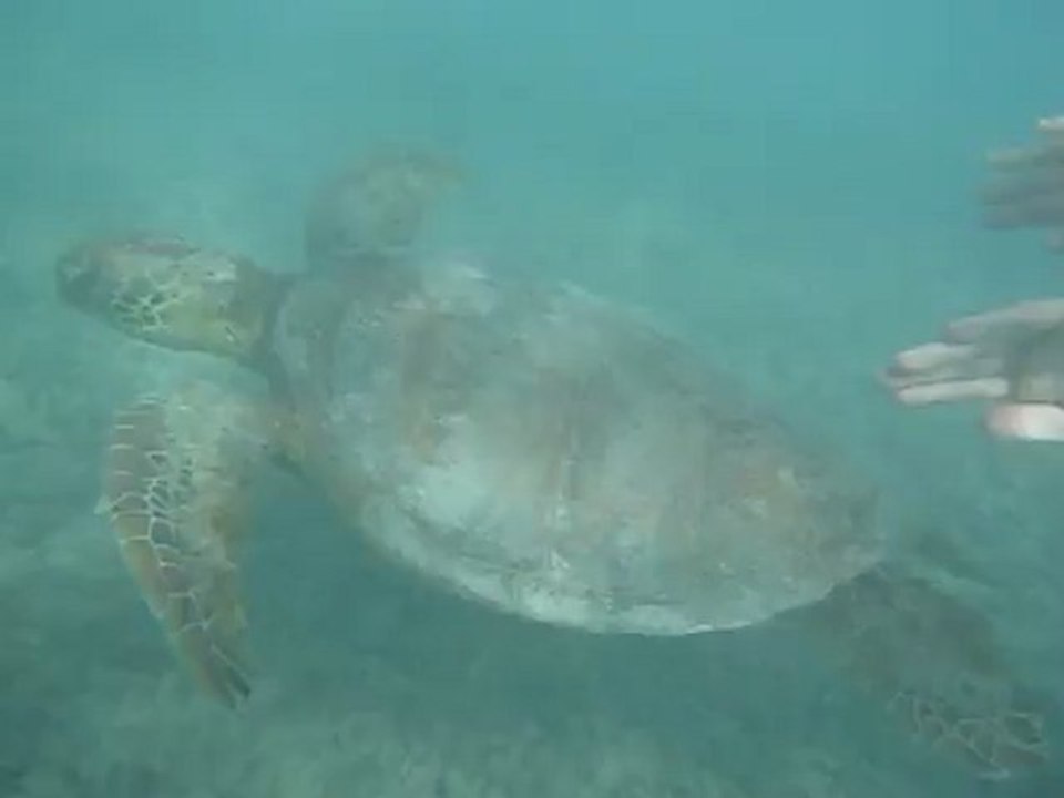 Petite nage avec les tortues de Lifou