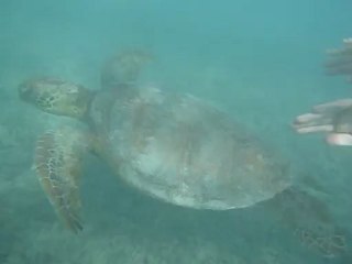 Petite nage avec les tortues de Lifou