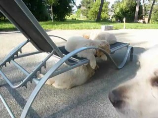 derniere video des bebes goldens le 04 06 2012