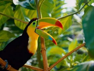 TUKAN KUŞU ALBÜMÜ