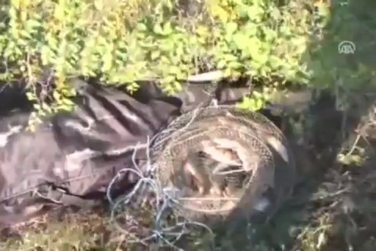 Önce can, sonra balık