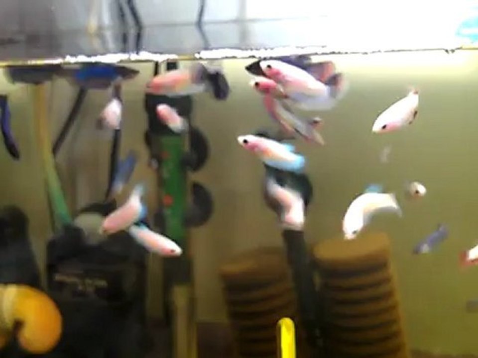 VIDEO0060