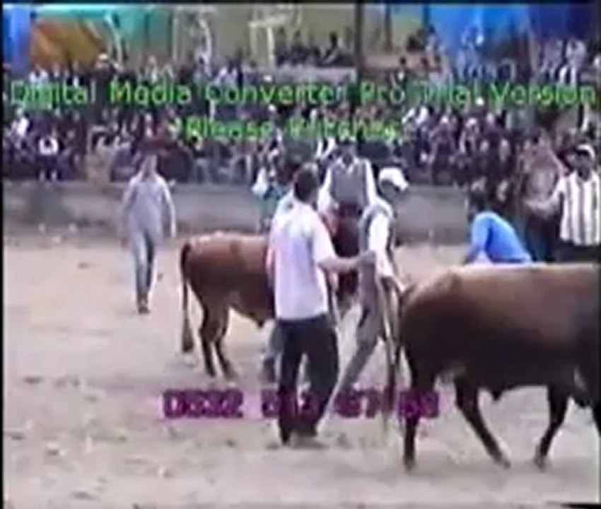 Yusufeli 12.Derekapı Boğa Güreşleri 2012 / Ayak Final Güreşi