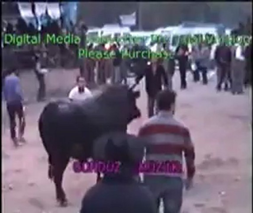 Yusufeli 12.Derekapı Boğa Güreşleri 2012 /Baş Kategorisi Güreşleri