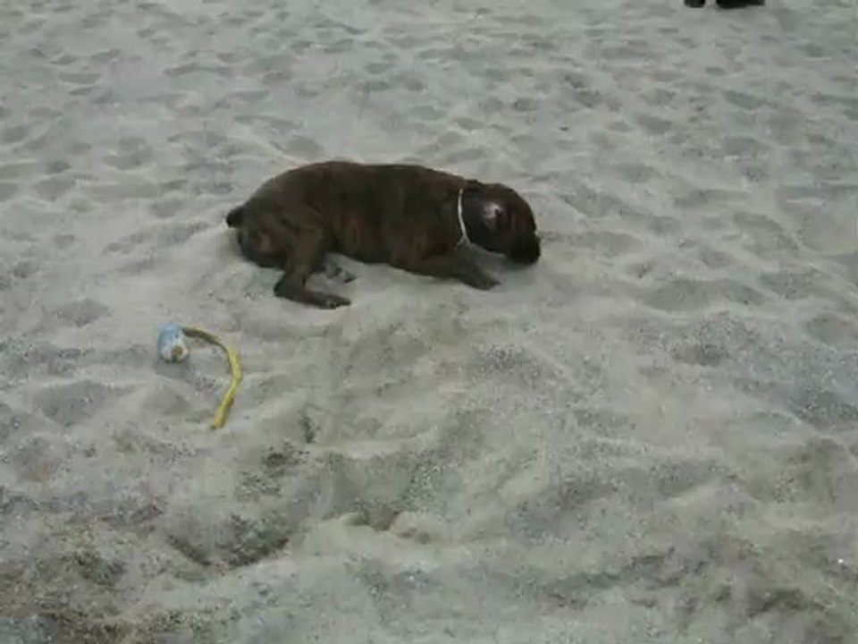 Desgayl court sur la plage en hiver
