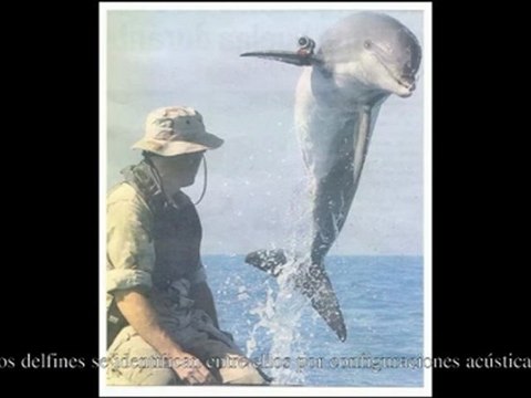 Origenes de la Musica: El cerebro Auditivo - Prof Manuel Lafarga