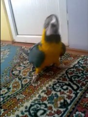 Macav Ara Papağanı Karliyn