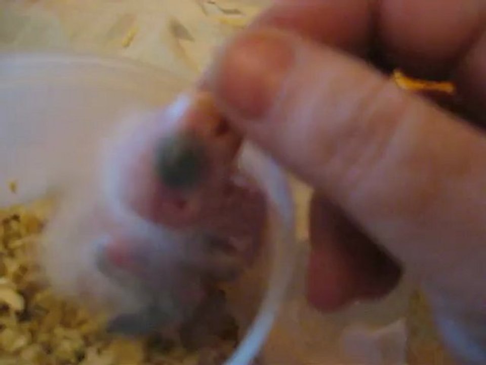 bébé omnicolore 3 juin