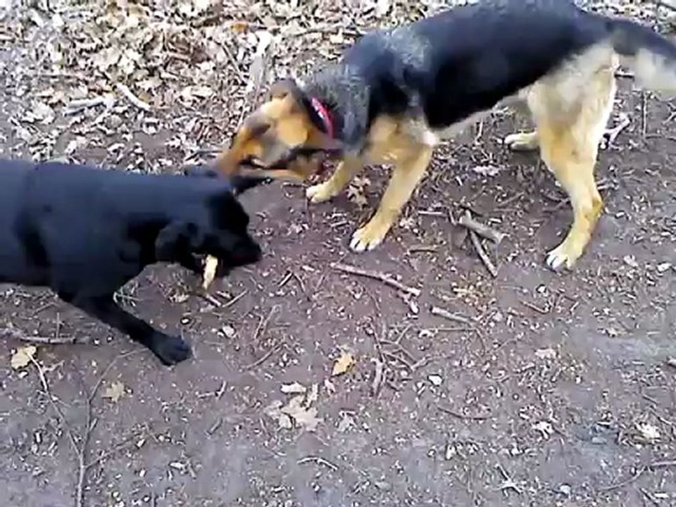 dabsy ...................un amour de chien avec un